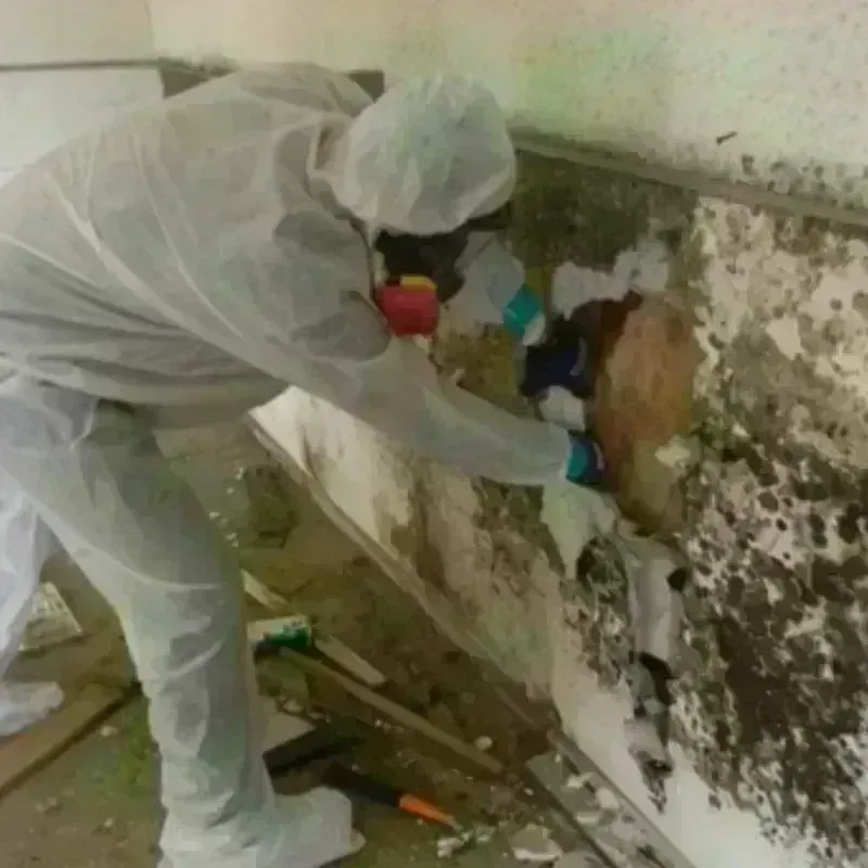 Mold Remediation and Removal in Madison County, NE